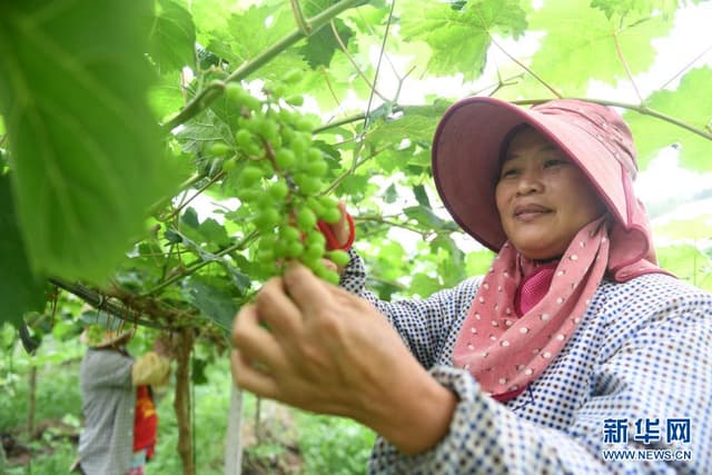 广西东兰：葡萄夏初管护忙