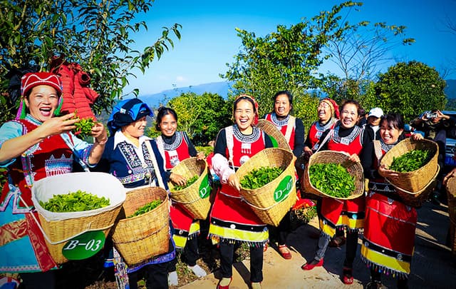 春未到茶已至 云南江城早春茶抢“鲜”开采