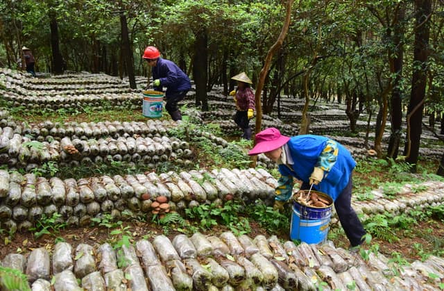 贵州岑巩：林下茶树菇 助力乡村振兴