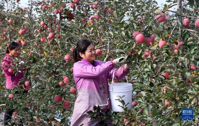 陕西铜川：硕果盈枝头 果农采摘忙