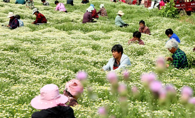 河南汝阳：初夏时节采菊忙