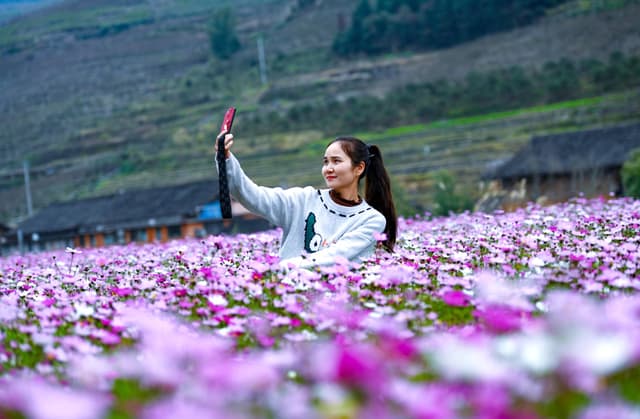 广西龙胜：格桑花开引游人