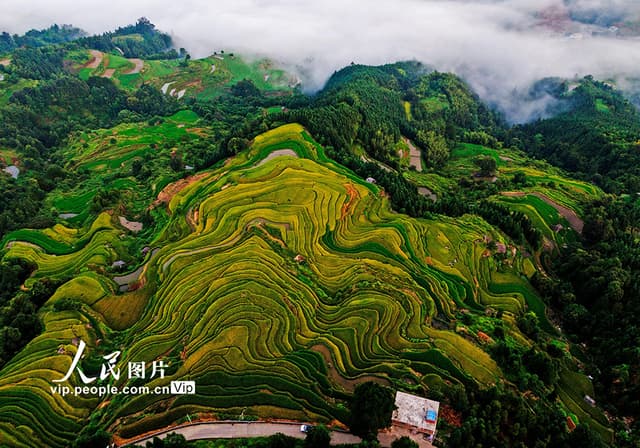 广西融水：初秋梯田“丰”景美