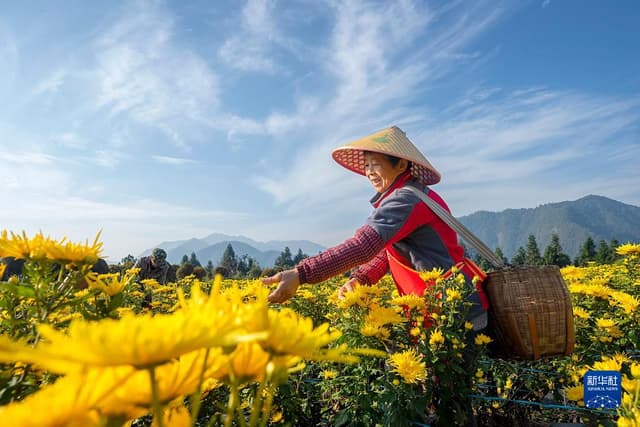 浙江淳安：金秋菊花采收忙