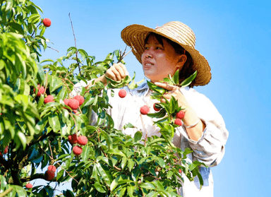 苍梧沙头迟熟荔枝甜蜜上市引客来