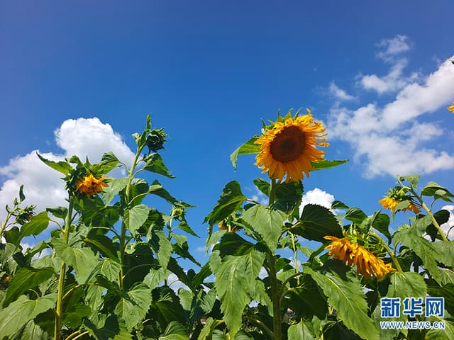 向日葵花海扮靓云南禄丰美丽乡村