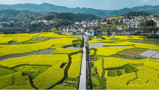 村里来了高校智囊团（乡情村貌）