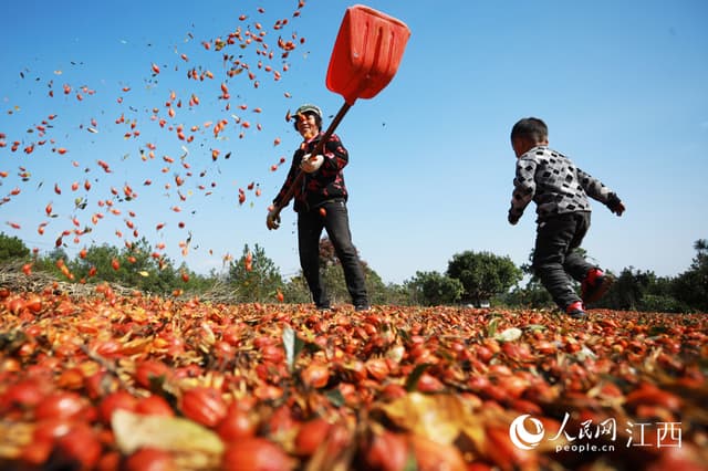 江西乐安：中药材种植助农致富