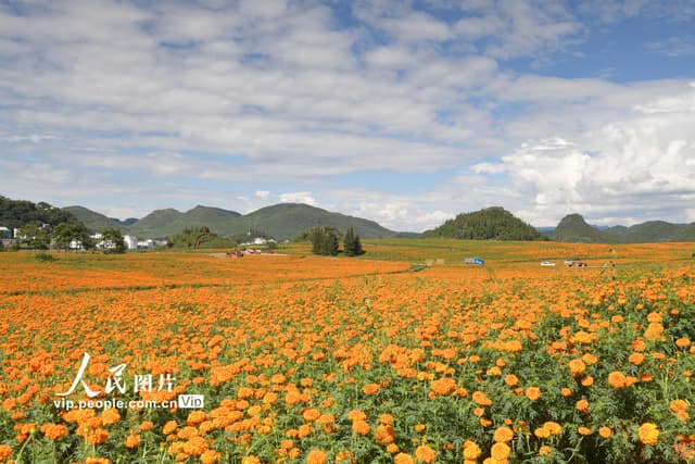 云南罗平：以花为媒农旅融合助推乡村振兴