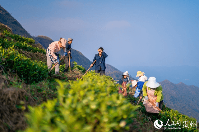 贵州普安：种好感恩茶 走好致富路