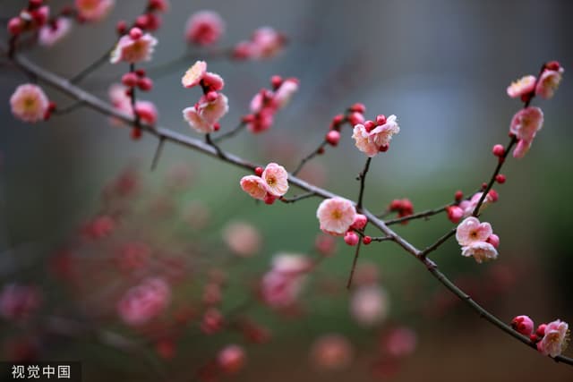 江苏淮安：梅花吐蕊迎春盛开 星星点点飘香古淮河畔