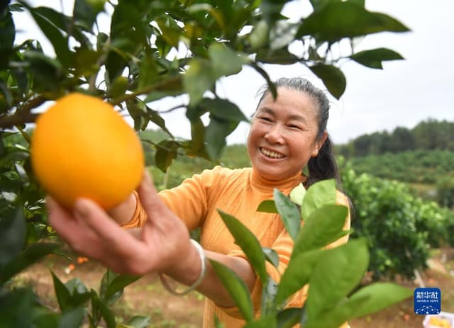 江西信丰：脐橙进入收获季