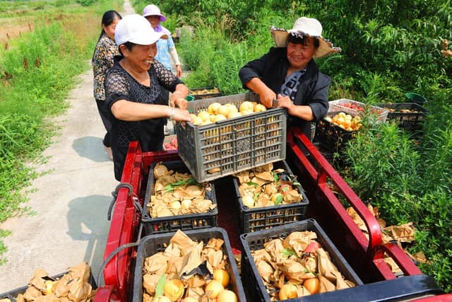 黄桃飘香，“桃醉”中江