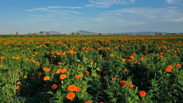 山西怀仁：走进乡村看小康 金菊花变身致富花