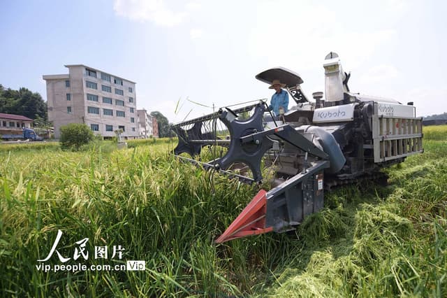 贵州岑巩：收割制种水稻