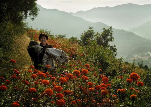 山东淄川：致富万寿菊 花海下端士