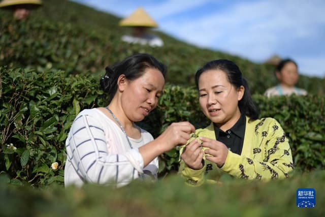 贵州丹寨：茶技培训正当时