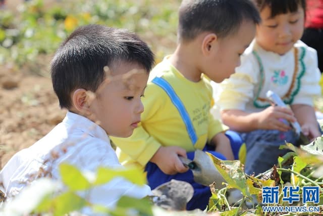 江西临川：萌娃化身“小农夫”“田间课堂”挖红薯