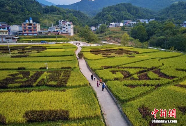 四川平武：金色稻田扮靓美丽乡村