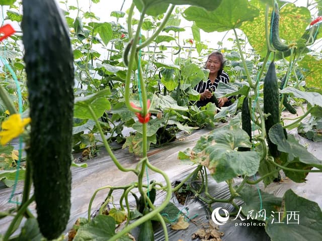 江西东乡：大棚蔬菜争“鲜”上市