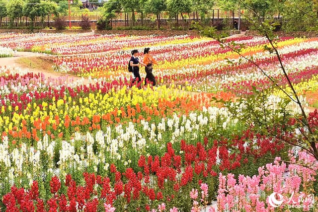 福建沙县“小吃村”沐浴花海  村民在家门口吃上“旅游饭”