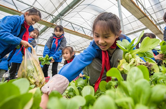 安徽芜湖：蔬菜基地里的劳动课