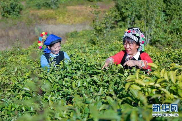 云南南涧：春茶采摘进行时 处处飘香