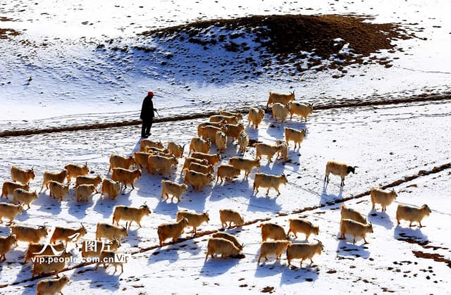 甘肃张掖：雪原春牧