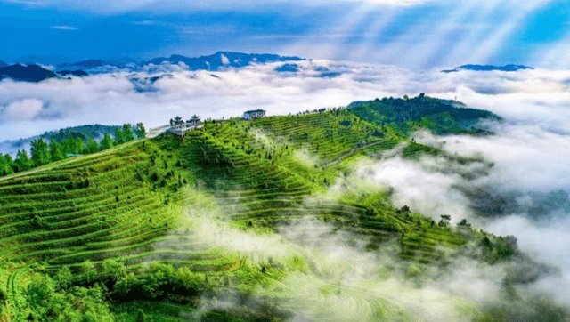 贵州都匀：首批春茶  抢“鲜”开采