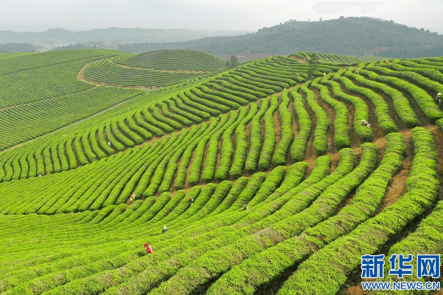 江西：茶山绿千行 采茶制茶忙