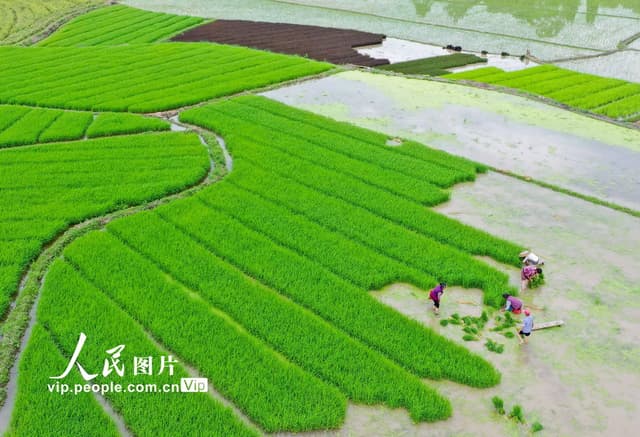 湖南道县：夏耕夏播农事忙