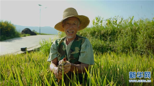 稻香鱼肥 云南东川乌龙镇稻花鱼喜获丰收