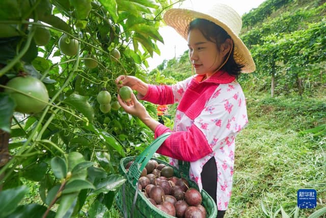 百香果造就苗侗山乡“甜蜜事业”