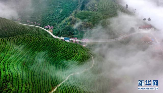 陕南茶业：绿染秦巴山川 成就“金山银山”