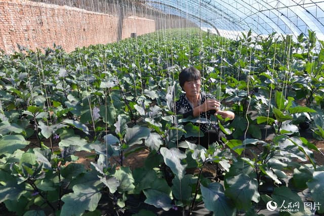 河北迁安：加强管理保蔬菜市场需求