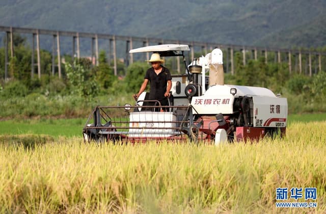 湖南资兴：中稻成熟农民忙收获