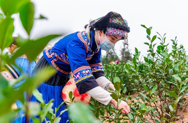 贵州普安：迎来新年绿茶第一采