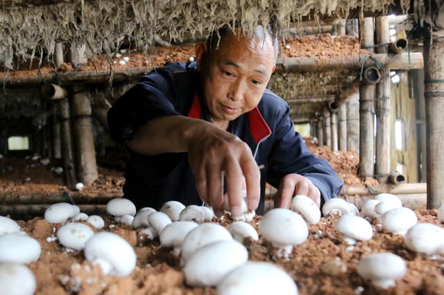 江西遂川：双孢菇撑起乡村振兴致富“伞”