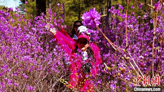 边城呼玛：小满杜鹃花开映山红