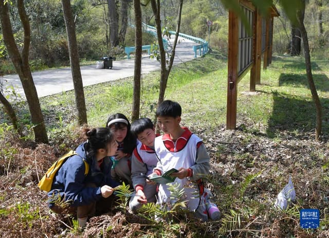 扎根林海的“青山后浪”：让自然教育浸润大山孩子的心