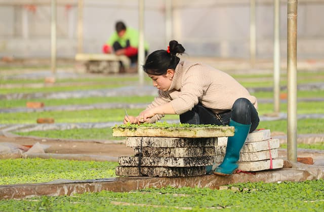 湖南新田：人勤春早间苗忙