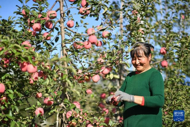 小苹果，让老乡们生活越来越红火