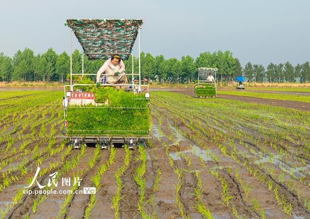 江苏宿城：天气晴好忙插秧