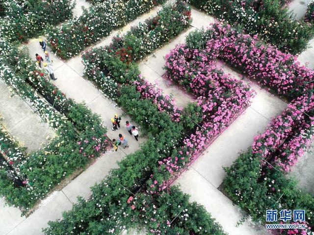 花开引客来——祖国各地鲜花盛开扫描