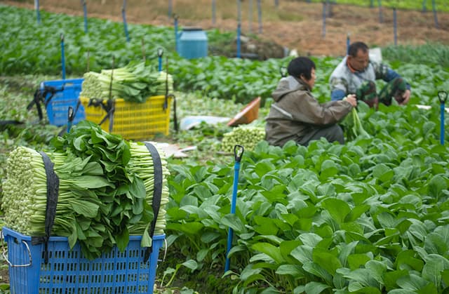 海南琼海：寒冬时节收菜忙