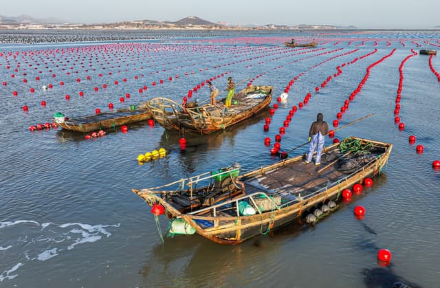 山东荣成：海洋牧场冬管忙