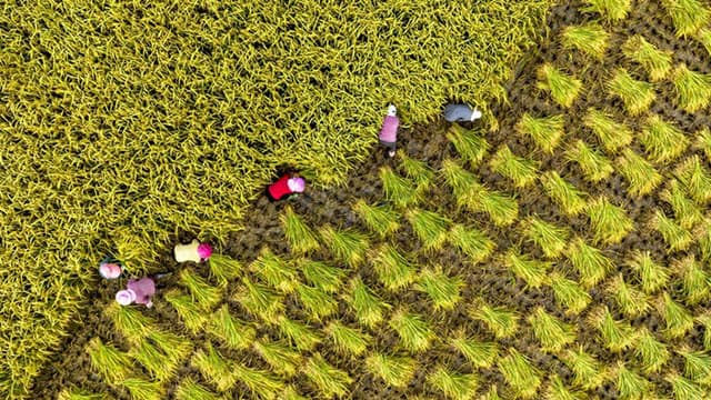 诗意中国——十里西畴熟稻香