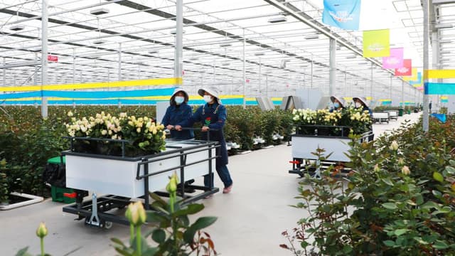 甘肃临夏:振兴乡村“花为媒”