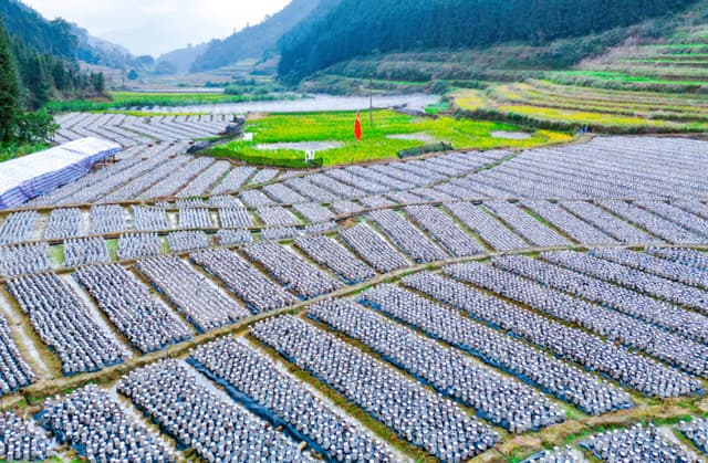 广西隆林:冬日闲田种“耳”忙 赋能产业“铺”富路