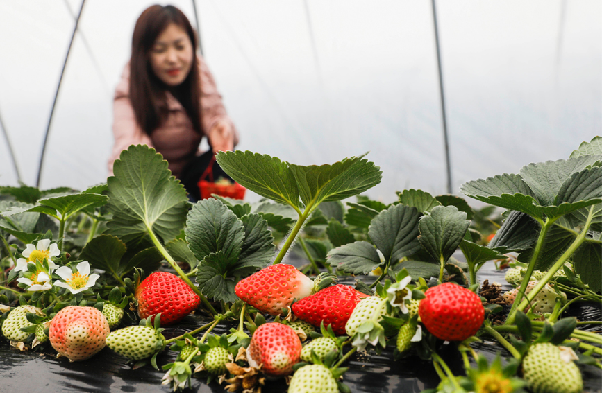 河南宝丰：草莓成熟 乐了市民 富了农民
